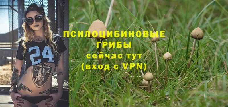 кракен зеркало  Вельск  площадка клад  Галлюциногенные грибы Psilocybe 